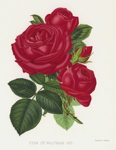 The Rose Garden: Star of Waltham, HP af English School